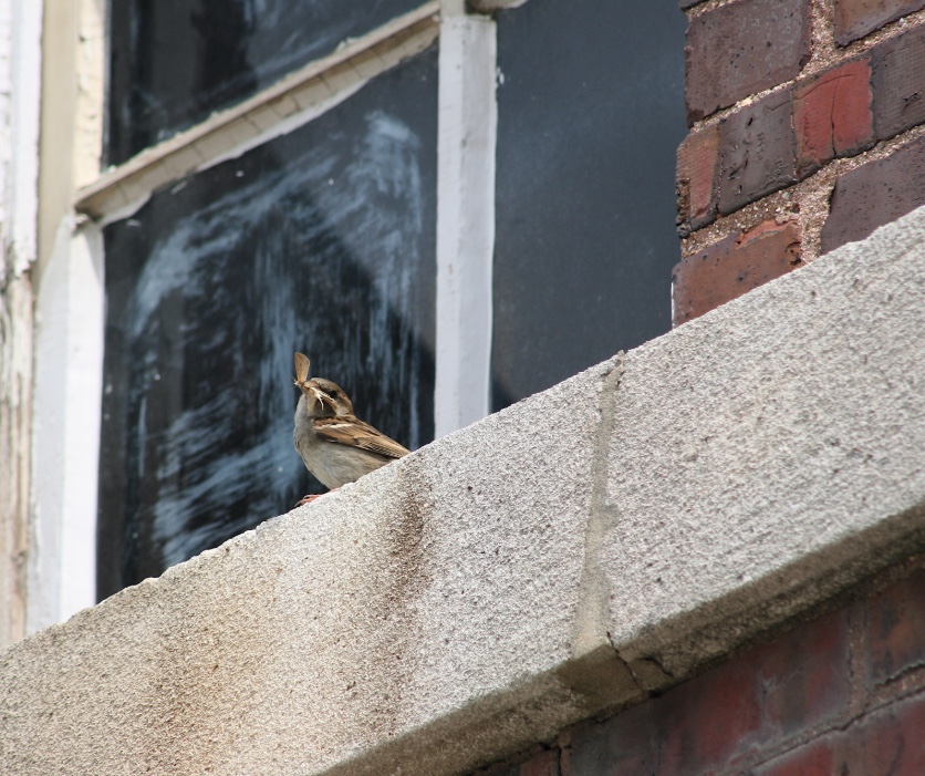 Female house sparrow with a recently captured moth.