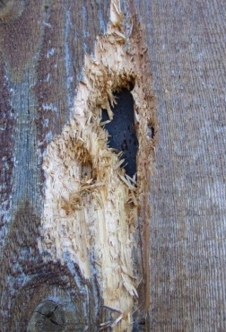 Damage to wooden siding caused by woodpeckers drilling on the siding.