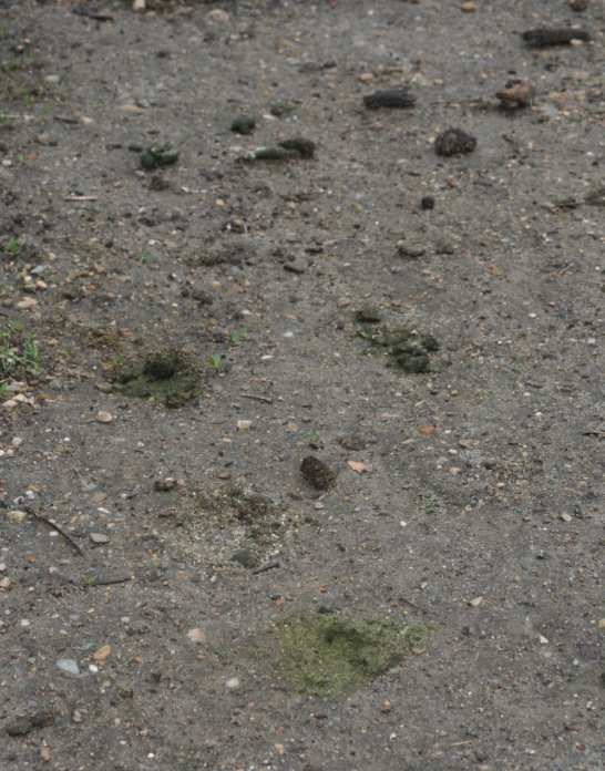 Canada goose droppings.