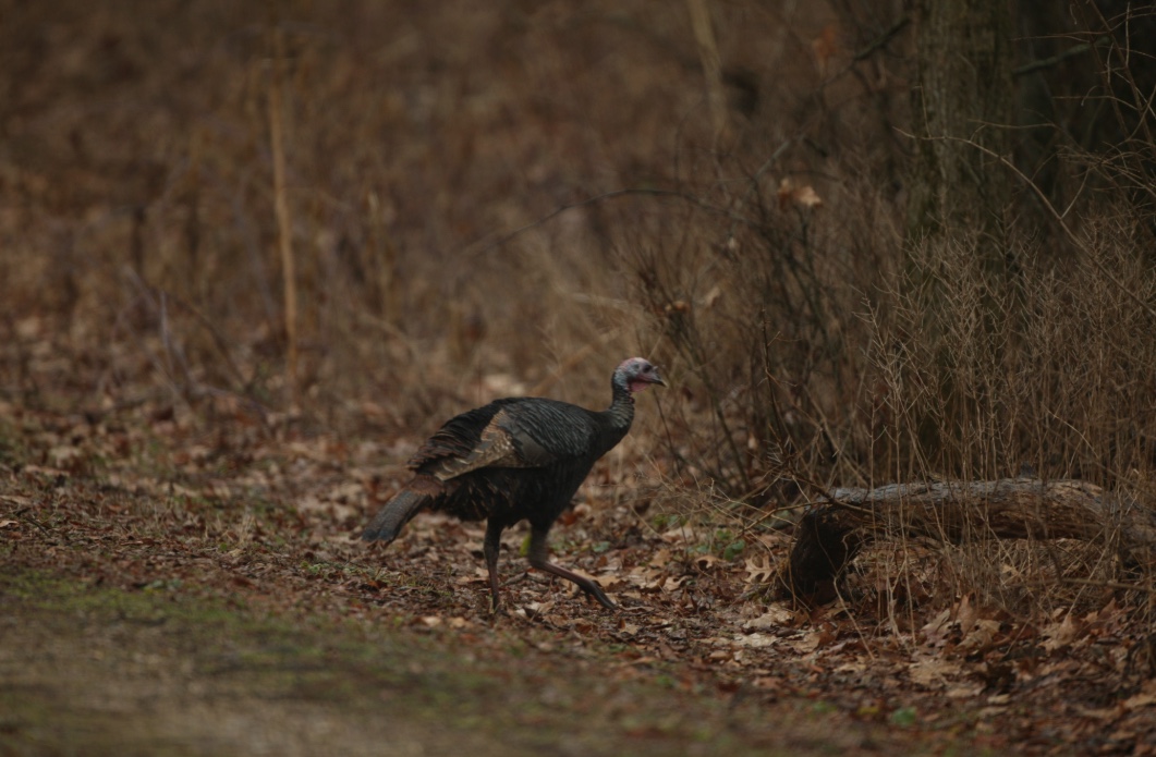 Hen turkey walking in the woods.