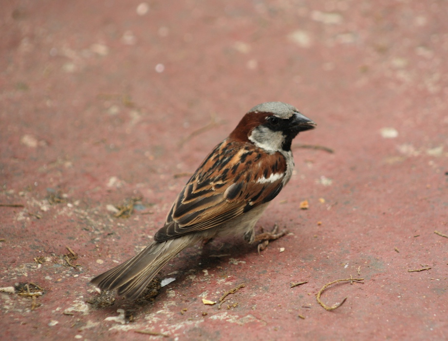 House Sparrow Identification, All About Birds, Cornell Lab of Ornithology