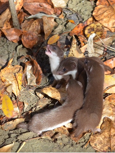 Four least weasel young.