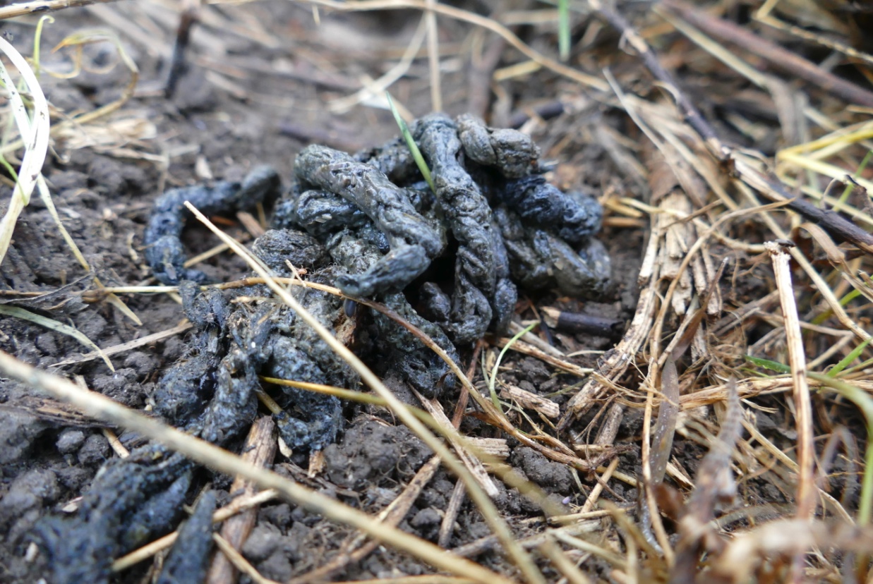 Long-tailed weasel scat.