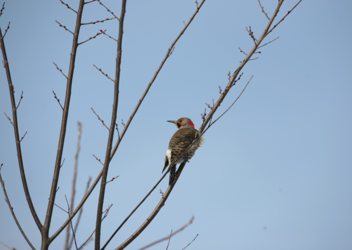 The Northern flicker is identified by the striped back and white rump patch.