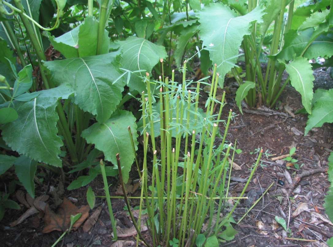 This prairie clover was clipped by a rabbit. Note the smooth 45 degree angle of the cut stems which is typical of rodents and rabbits.