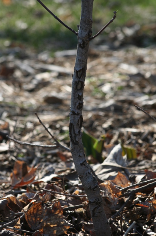 This small dogwood sapling was damaged by a rabbit during a period of snow in the winter. Rabbits will eat bark from trees and shrubs during the winter if they cannot find other food.