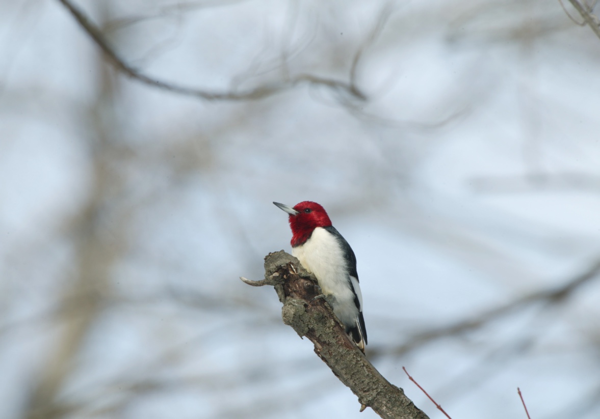 Red-headed woodpeckers can be identified by their red heads, white undersides and black backs.
