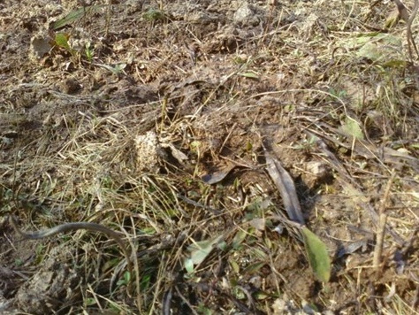 Rooting damage caused by feral swine.