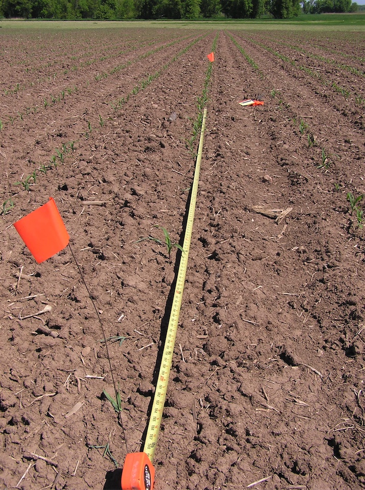 Sandhill crane damage in corn field. Cranes eat the seeds.