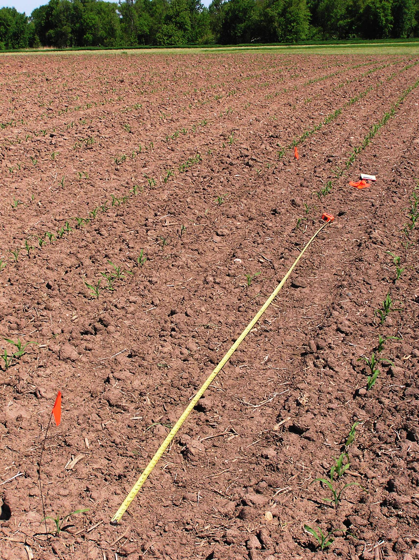 Cranes will eat most of the seeds from two or three rows in areas roughly 10 to 20 feet long.