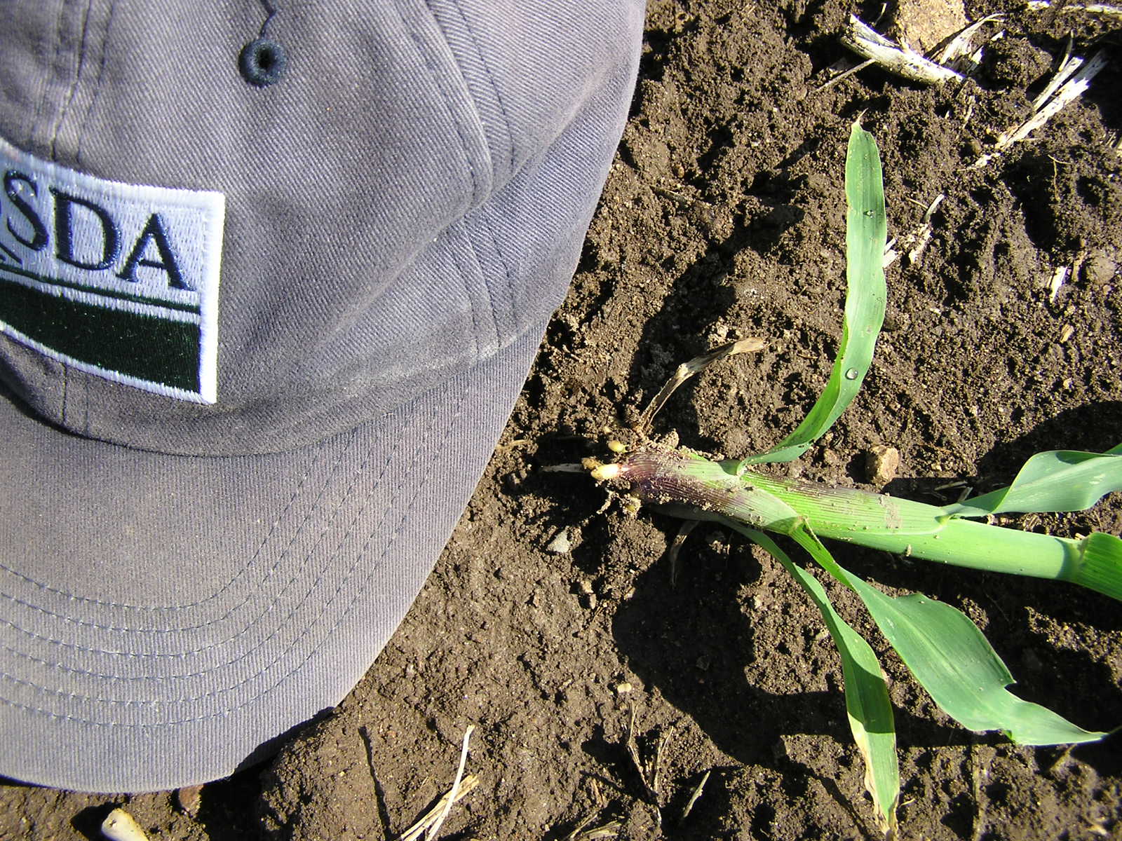 Cranes will pull out seedlings to eat the seed and leave the stalk and leaves.