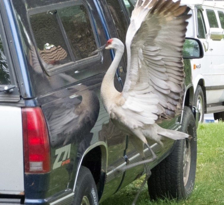 A Sandhill Crane is attacking its reflection in the side of a truck.