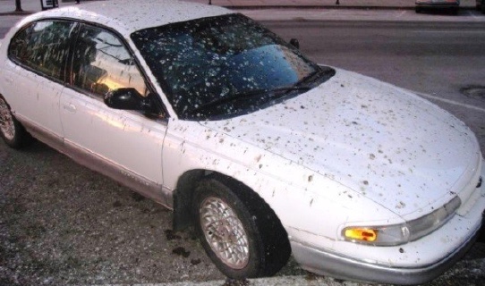 A white car parked near an urban European starling roost is covered with bird droppings.