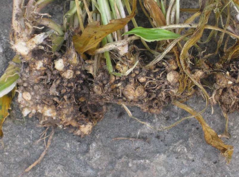 These hostas were damaged by voles that ate away most of the root system.