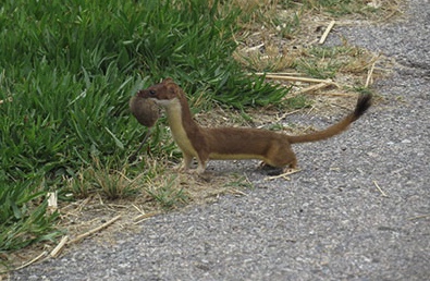 Long-tailed weasel with a mouse.