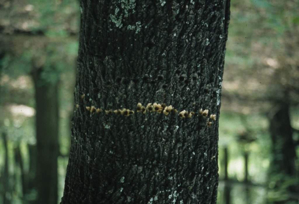 Yellow-bellied sapsuckers drill rows of holes in trees. They come back to favorite trees. Notice the freshly drilled holes below a row of older holes.