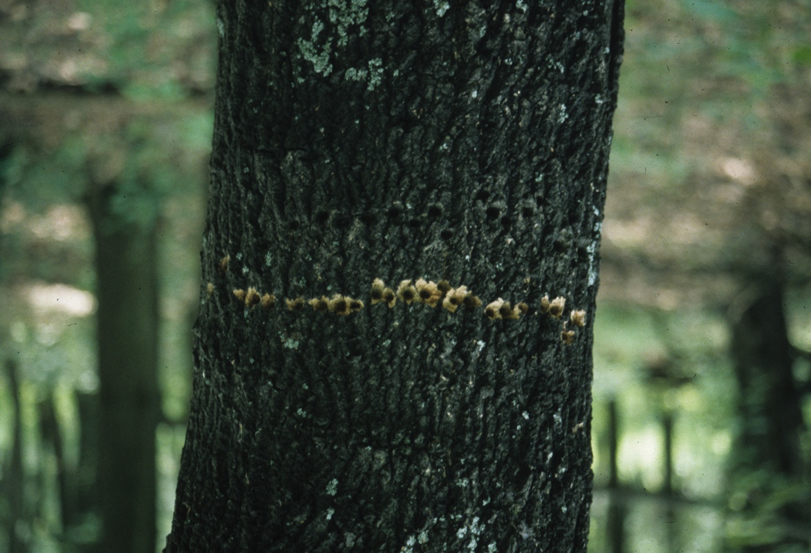 Yellow-bellied sapsuckers drill rows of holes in trees. They come back to favorite trees. Notice the freshly drilled holes below a row of older holes.