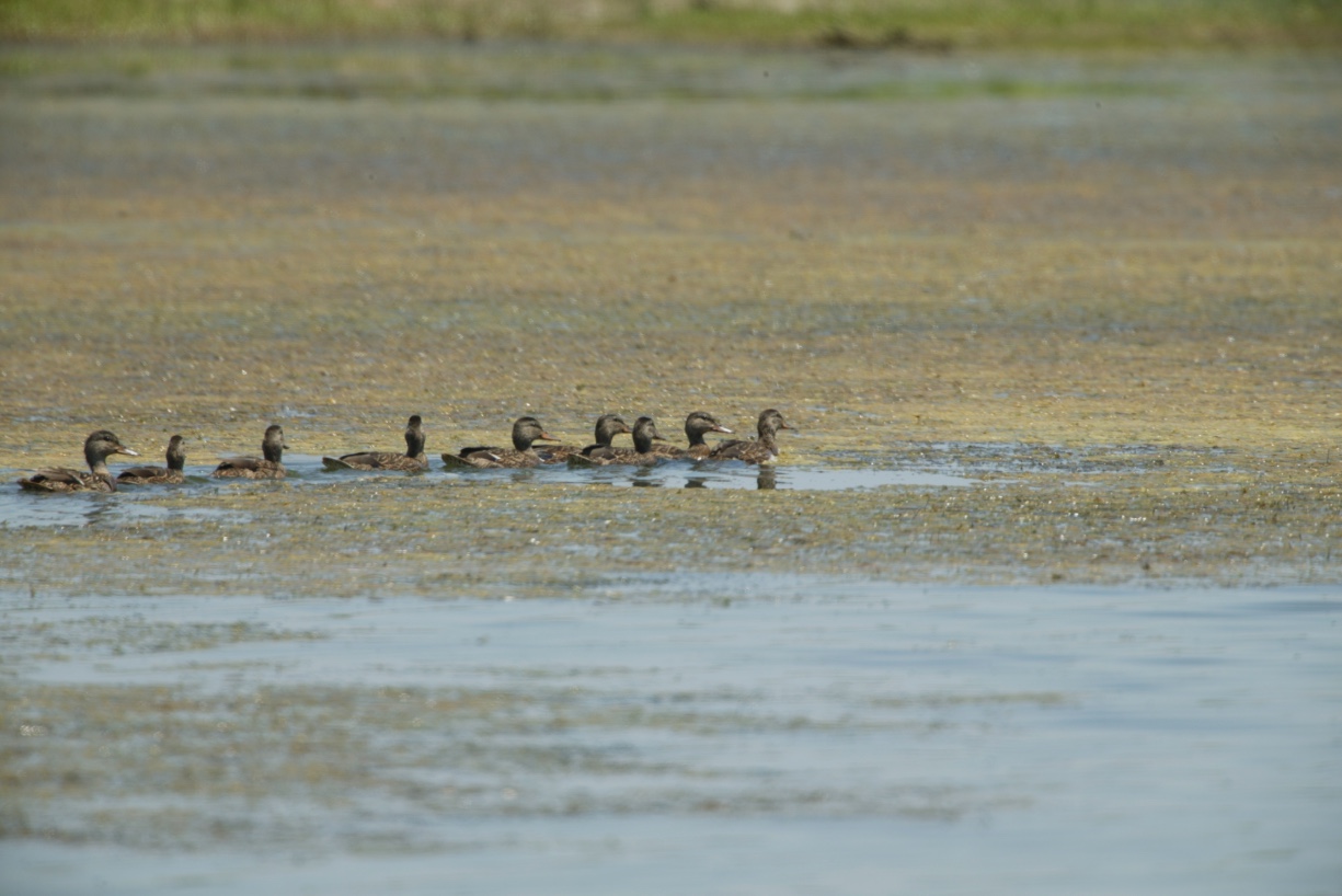 Young mallard ducks have the same coloring as hens. The drab brown plumage helps protect the ducks from predators.
