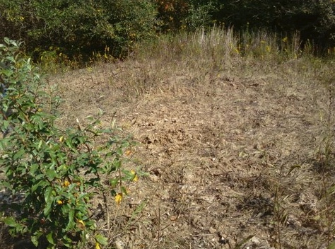 This vegetation was damaged by feral swine rooting in the area.
