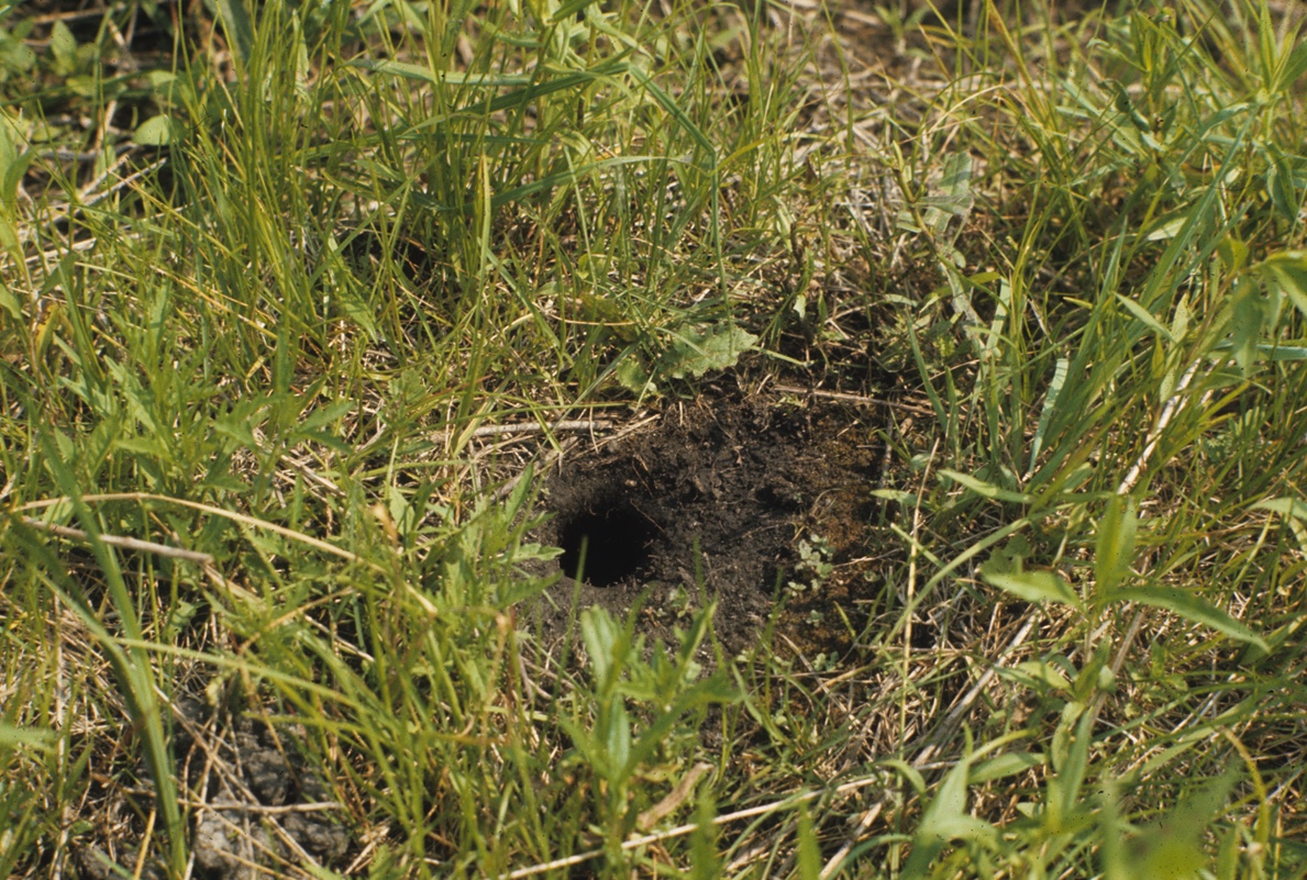 Thirteen-lined ground squirrel burrow holes will be about 2 inches wide. There will be multiple holes distributed throughout the area.
