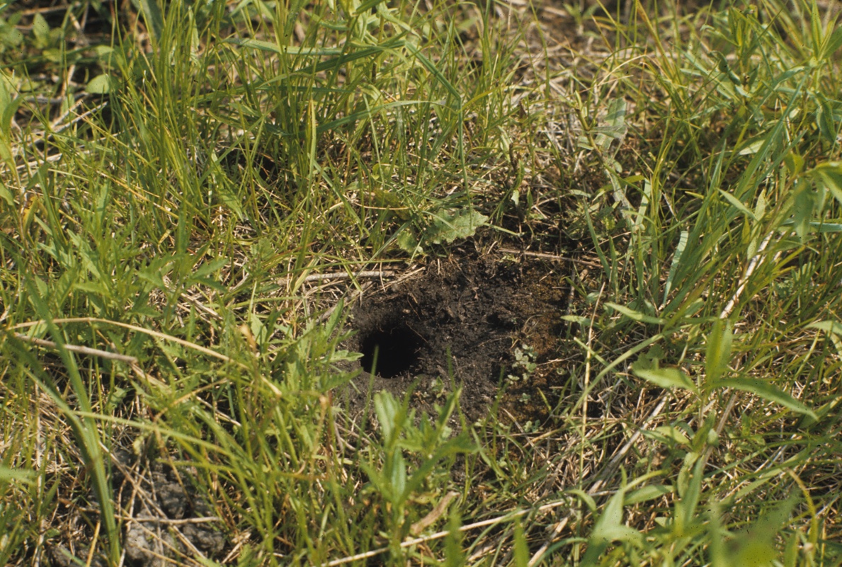 Holes In My Yard Wildlife Illinois