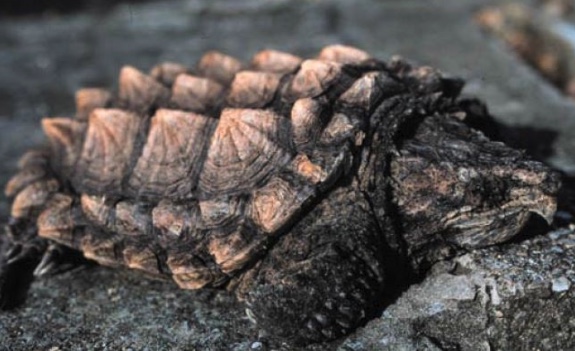 Alligator Snapping Turtle