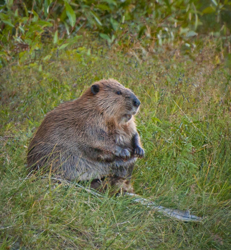 Large beaver sitting on its tail.