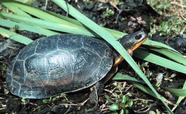 Blanding's turtle