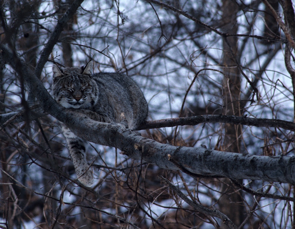 Bobcat sleeping in a tree.