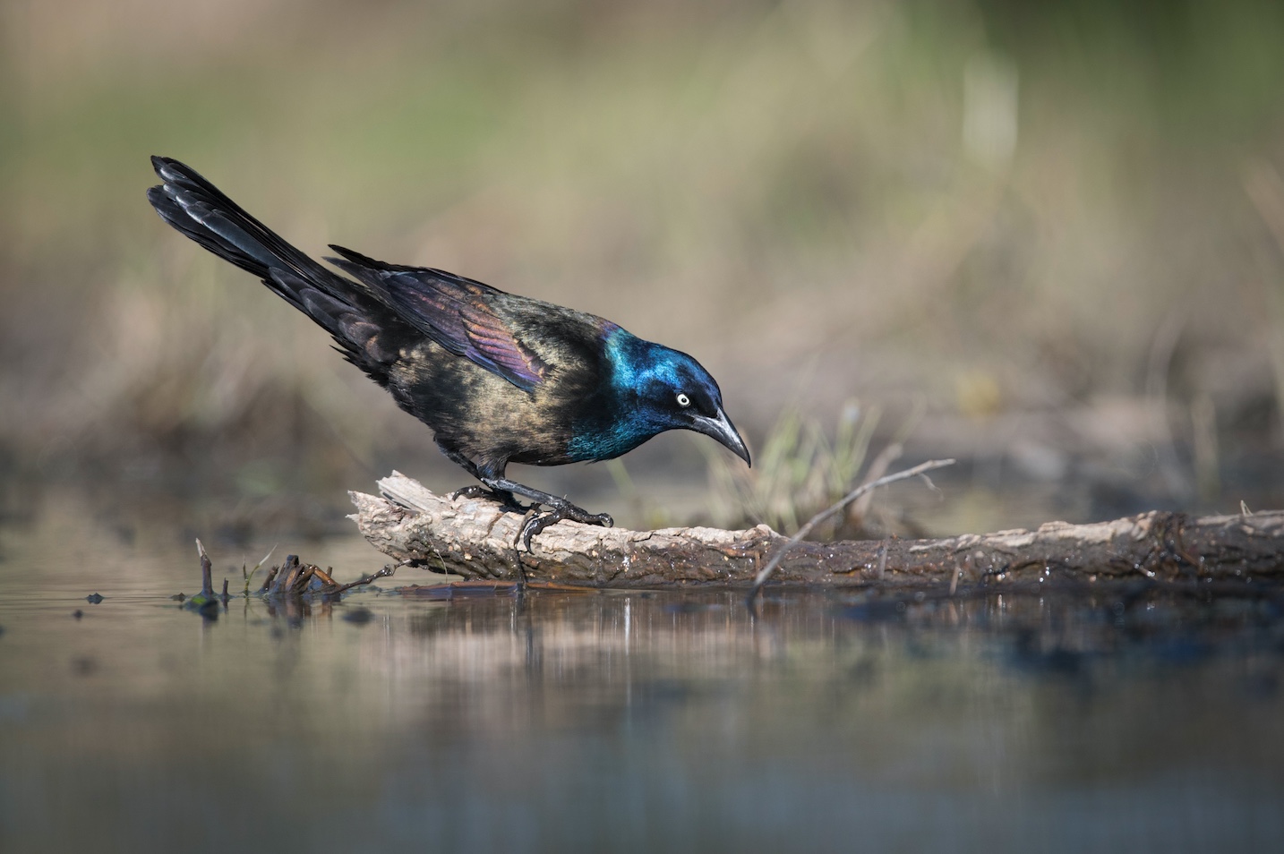 Common Grackles can be identified by their iridescent blue heads.