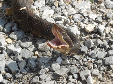 Cottonmouth