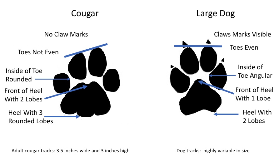 Illustration showing differences between cougar and dog tracks. 