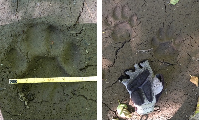 Photos of cougar tracks.