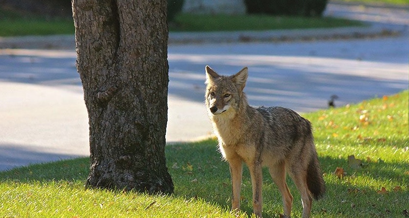 Urban coyote