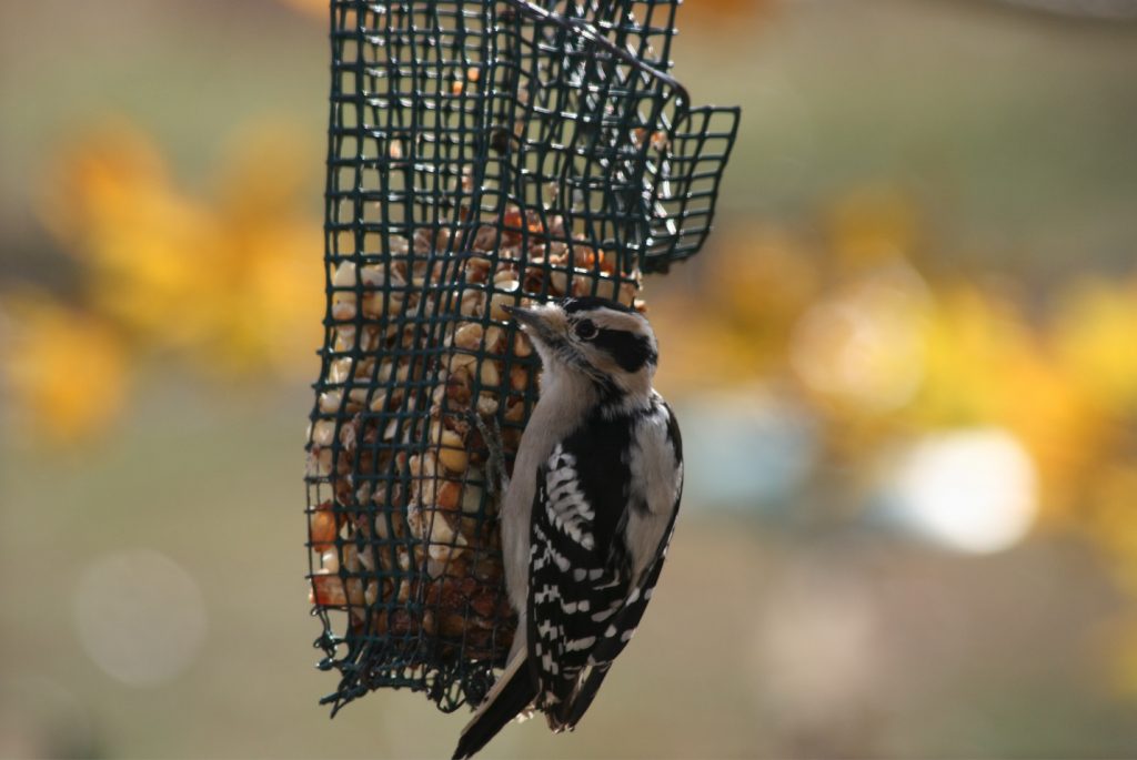 Downy woodpecker feeding at bird feeder.