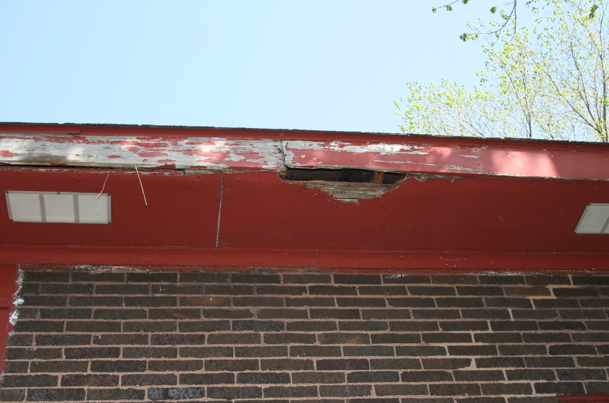 Weather damaged soffits are readily used by raccoons, tree squirrels and cavity nesting birds. European starlings made a nest in this damaged soffit. 