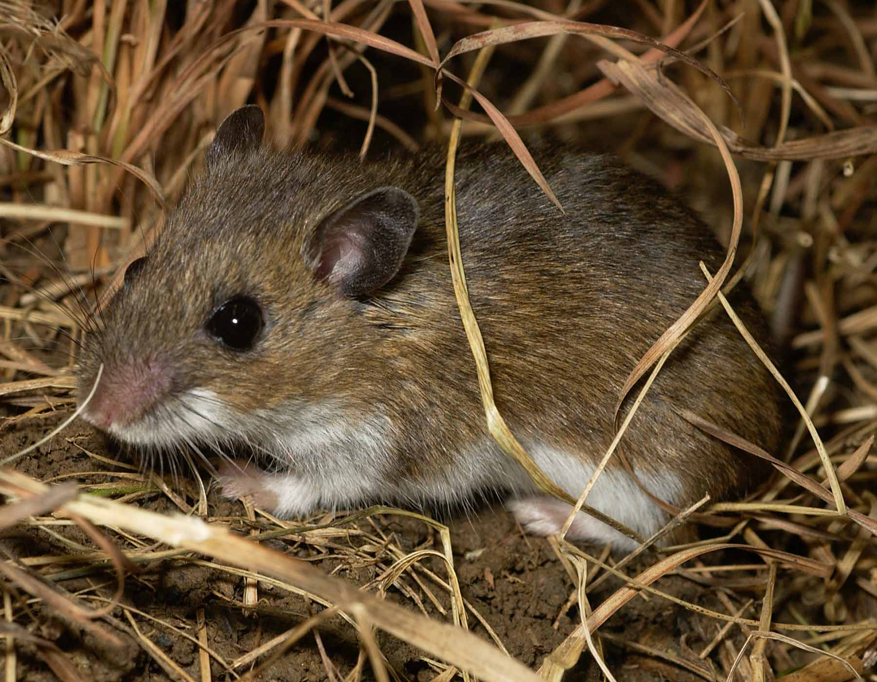 keeping wild mice as pets