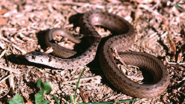 Dekay's brownsnake