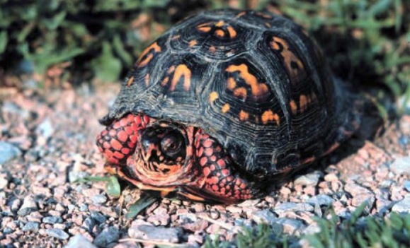 Eastern Box Turtle