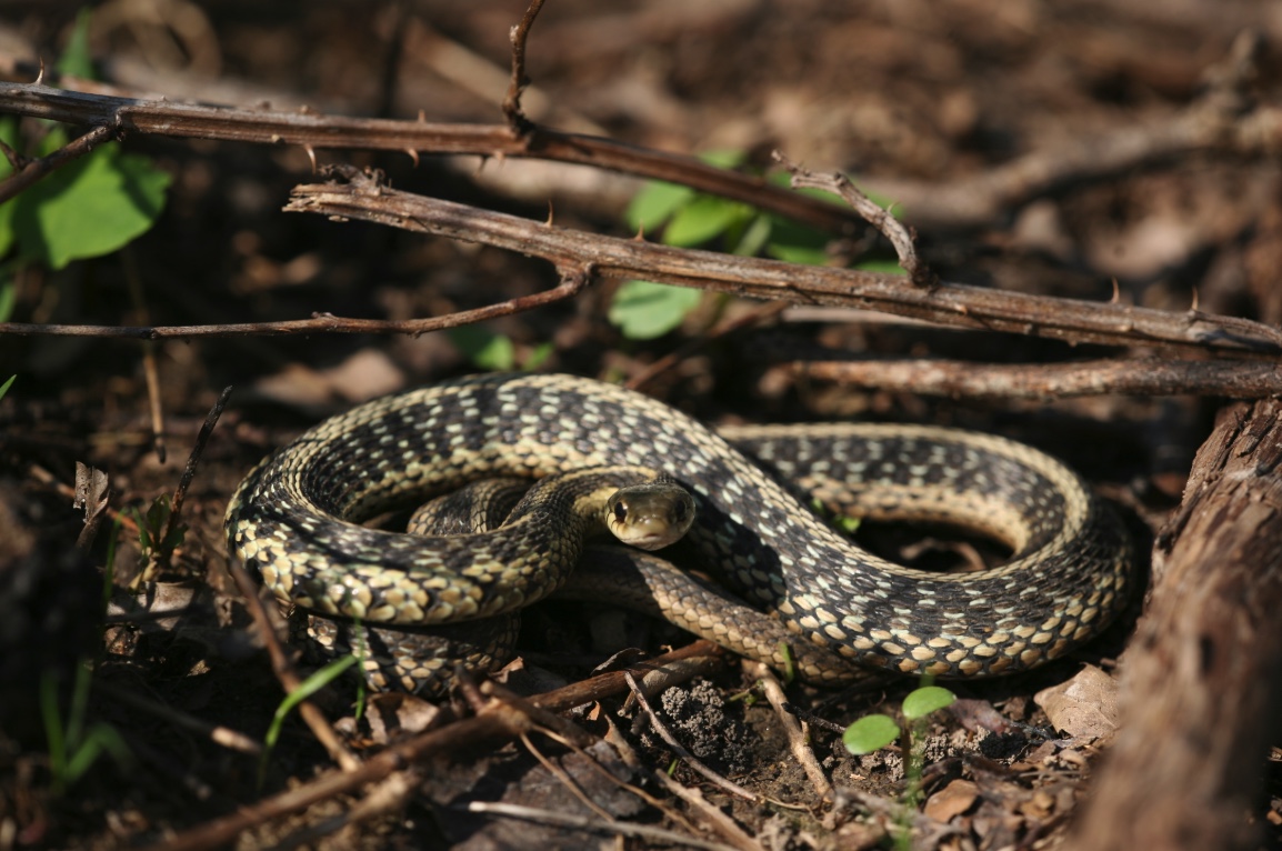 Snakes Turtles Lizards Salamanders Frogs And Toads Wildlife Illinois