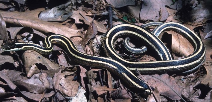 Eastern Ribbon Snake