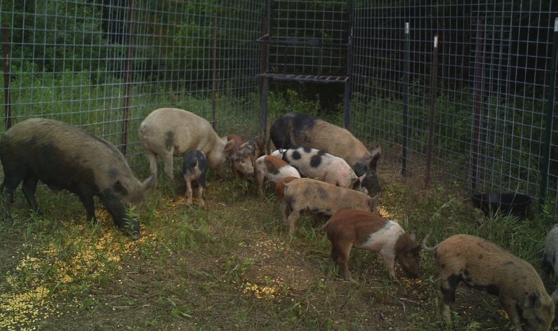 Feral swine caught in a pen.