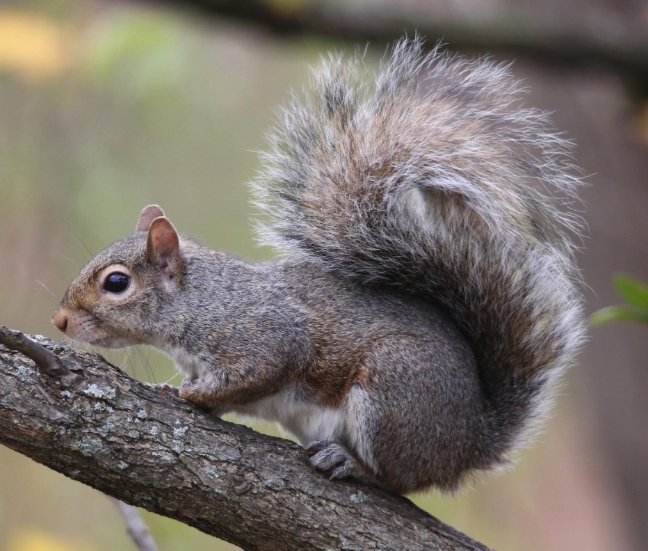 gray squirrel breeding