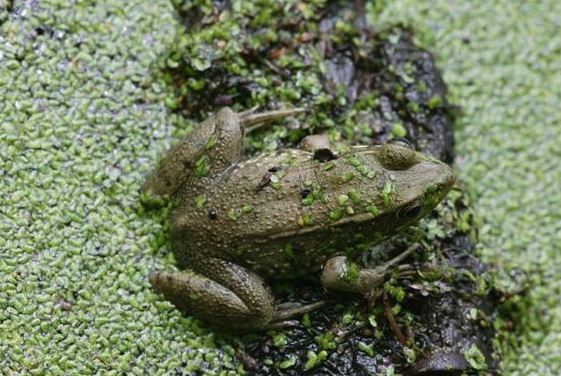 Frogs Toads Wildlife Illinois