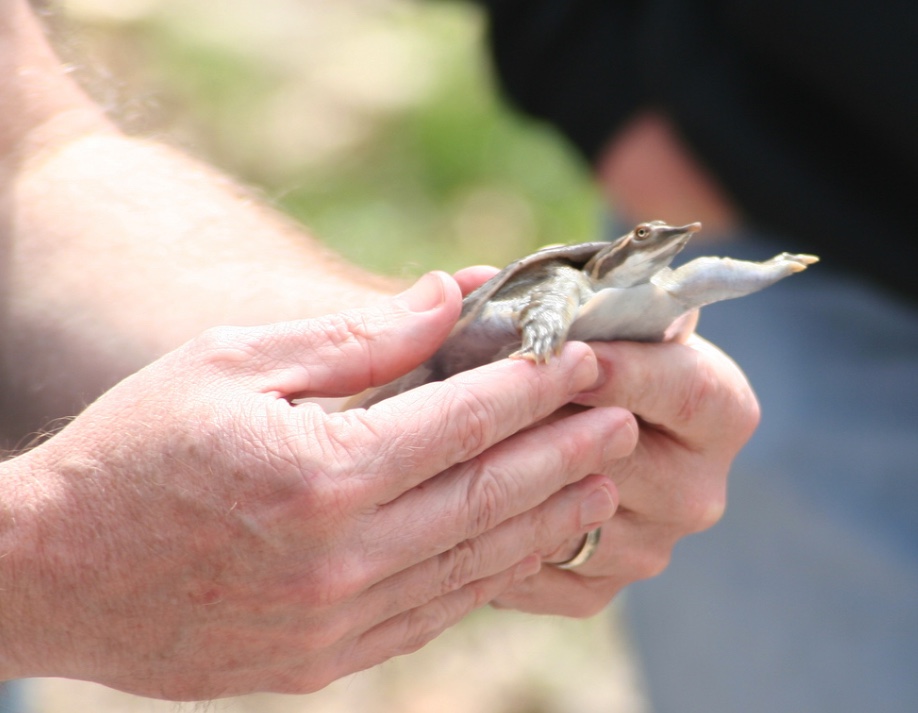 Small turtles, like this softshell turtle, can be lifted safely from the back (tail end) of the shell. Firmly grasp the shell from the top and bottom with your fingers and lift the turtle. Be careful not to be scratched by the nails on the turtle's hind feet.