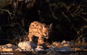 Juvenile mountain lions have spots.