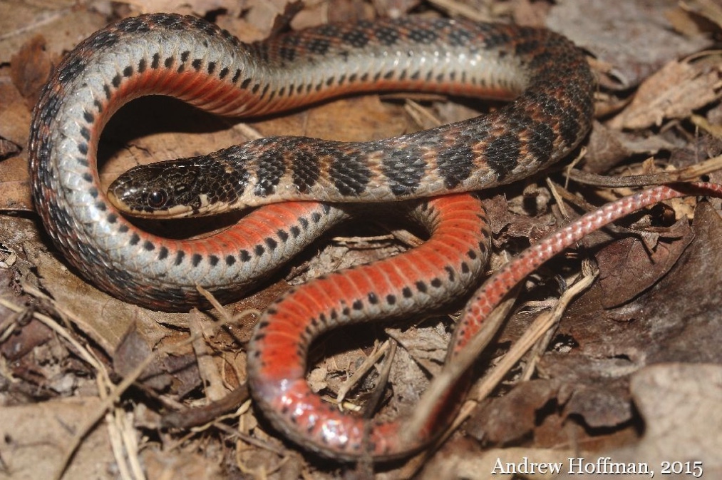 Kirtland's Snake