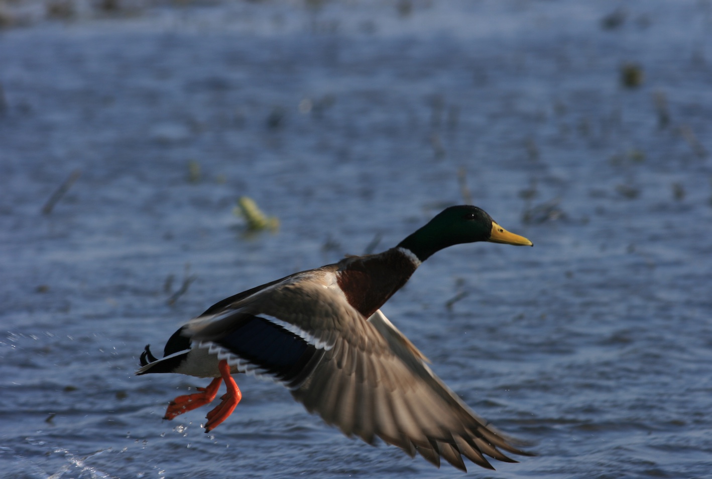 Male mallard taking off from the water.