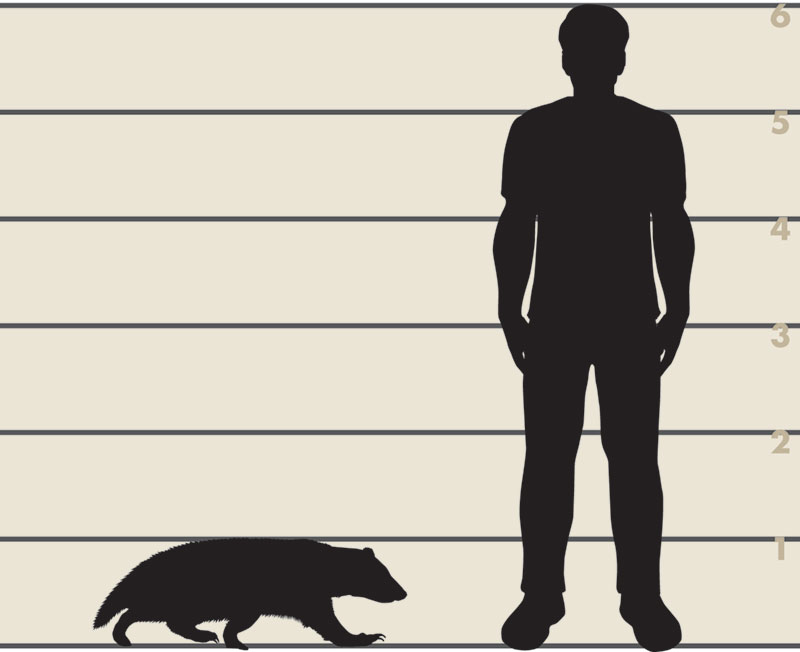 Man and badger illustration