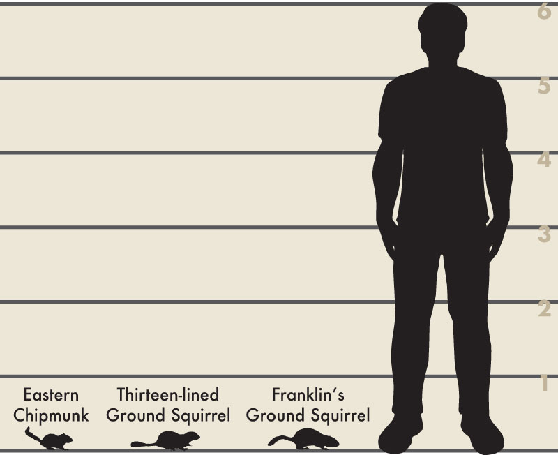 Man and ground squirrels illsutration